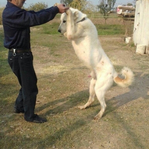 alabay iti bir yaw uc ayin alabayidi ikiside satil