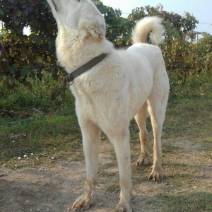 alabay iti bir yaw uc ayin alabayidi ikiside satilir heresi 1000 manat