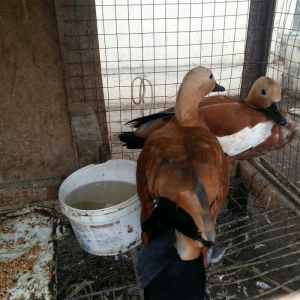 qizilqaz cutu 120m tam saqlamdilar fikri cidfi ola