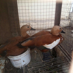 qizilqaz cutu 120m tam saqlamdilar fikri cidfi olanlar narahat ede bil