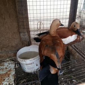 qizilqaz cutu 120m tam saqlamdilar fikri cidfi olanlar narahat ede bil