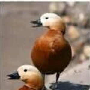 qizilqaz cutu 120m tam saqlamdilar fikri cidfi olanlar narahat ede bil