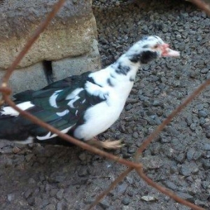 lal ördek 14 manata. hamısı ela.  esil kesilmeye yararlı yaxsı besleni