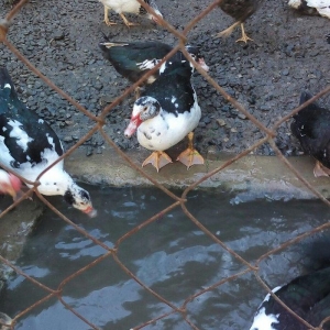 lal ördek 14 manata. hamısı ela.  esil kesilmeye yararlı yaxsı besleni