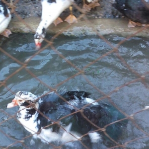 lal ördek 14 manata. hamısı ela.  esil kesilmeye yararlı yaxsı besleni