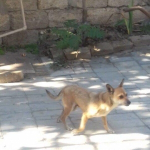 1 yaw 7 ayliqidi 2 defe bala verib.40 azn son qiymetdi.