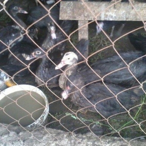 8 aylıq lal ördəklər tam sağlamdırlar. Heç bir xəstəliyi ya da  proble