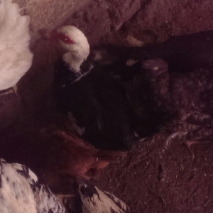 Lal ördəklər 6 ayliq , 8 ayliq , 10 ayliq lal o