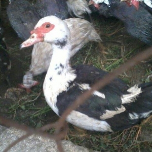 8 aylıq lal ördəklər tam sağlamdırlar. Heç 