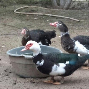 8 aylıq lal ördəklər tam sağlamdırlar. Heç bir xəstəliyi ya da  proble