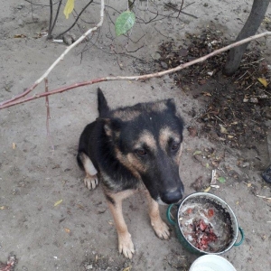 Temiz nemeski afcalkadir erkekdir bu ayin iynesi v