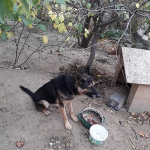 Temiz nemeski afcalkadir erkekdir bu ayin iynesi vurulmalidir 1yas 6 a