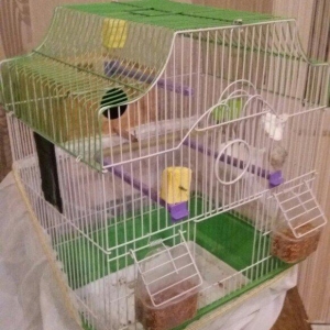 Papugay ucun gefes ela teze veziyetdedi bir ayin gefesidi satmaximin s