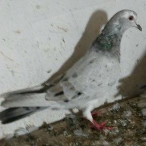 ebreş maya tam saglamdı ayaq cıplaq qiymət 10 azn cavan mayadı