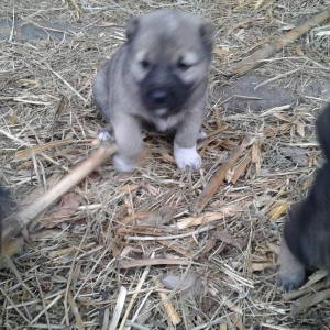 salam atasi kangal anasi coban iti super kucuklerdi 25 gunluk maraqlan