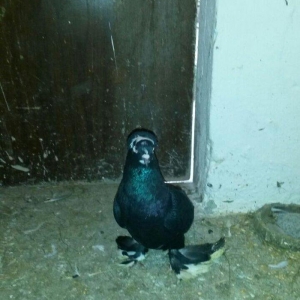 cut quslar biri ebresdi biri aq bas aq qened erkek maya cutunun qiymet