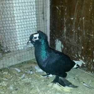 cut quslar biri ebresdi biri aq bas aq qened erkek maya cutunun qiymet