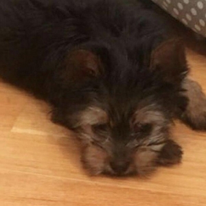 Tecili  ÇOX UCUZ QİYMETE 3 aylıq mini york satılır. Passportu var.