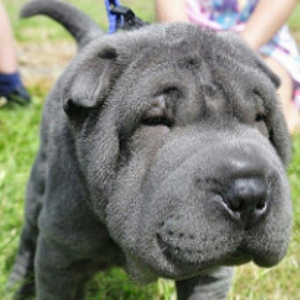 Şarpi balası. 1bala qalıb. Dişidi qara,şabal�