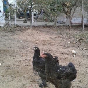 5 ayliq bir cut brama black zil qaradi rengleri ba