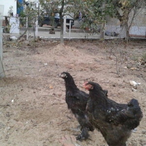 5 ayliq bir cut brama black zil qaradi rengleri baksinleri olunub saql