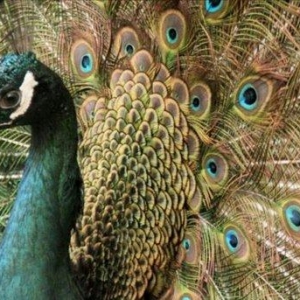 Hind parodu tovuz quwu tam saglam  4 yaw cutu endi