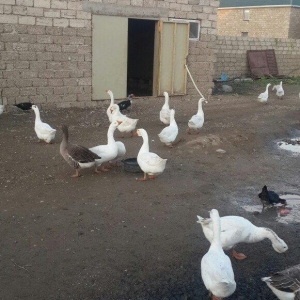 qazlar 1 illiy ve 8aylig linda ve kuban qazlari 35