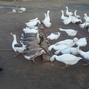 qazlar 1 illiy ve 8aylig linda ve kuban qazlari 35 manata 1denesi