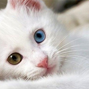 Erkek van kedisi teze alinib.4-5 ayliqdir.Derse gedirem deye baxa