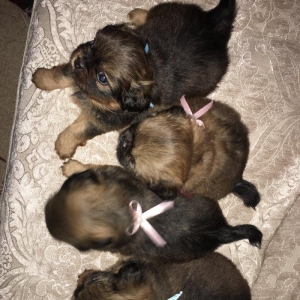 2aylıg pekınes balaları sAtılır 2 erkey 2 dı