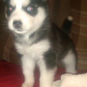 -Haski baLası 25 günlüydü dişidi ciddi aLıc�