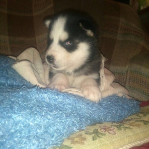 -Haski baLası 25 günlüydü dişidi ciddi aLıcılar müraciət edə biLər