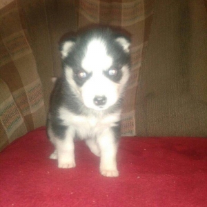 -Haski baLası 25 günlüydü dişidi ciddi aLıcılar müraciət edə biLər