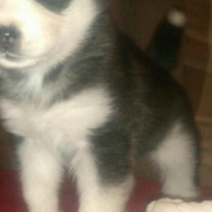 -Haski baLası 25 günlüydü dişidi ciddi aLıcılar müraciət edə biLər