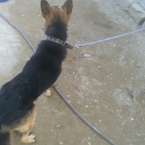 8 ayliq erkek afcarka iyneleri dermanlari olunub! Tecili satiram saxla