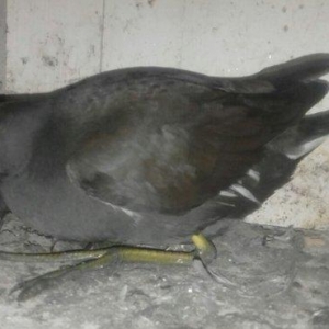 soltanka qusu satilir ozumde cixib bu ilin balaridi. cutu 30 m .