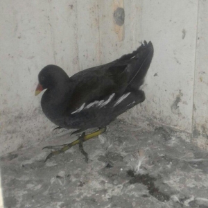 soltanka qusu satilir ozumde cixib bu ilin balaridi. cutu 30 m .