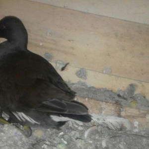 soltanka qusu satilir ozumde cixib bu ilin balaridi. cutu 30 m .