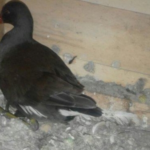 soltanka qusu satilir ozumde cixib bu ilin balaridi. cutu 30 m .