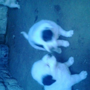 продаеться щенок породы ал�