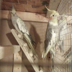 hazır cüt karilalat var cütü 100 manatdı 3 c�