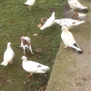 25 denedi Hamsi des satilir tek tek satilmir icind