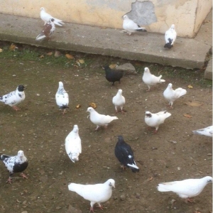 25 denedi Hamsi des satilir tek tek satilmir icinde tek 100manata ali