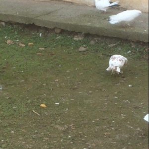 25 denedi Hamsi des satilir tek tek satilmir icinde tek 100manata ali