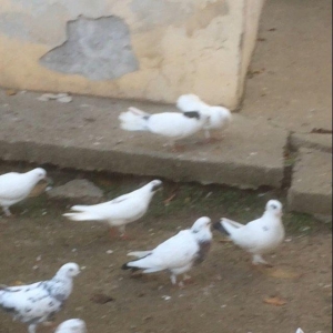 25 denedi Hamsi des satilir tek tek satilmir icinde tek 100manata ali