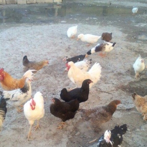 tam saglamdilar yumurtaliq toyuqlar 6-7ayliqdi tecili satilir ve ya ke