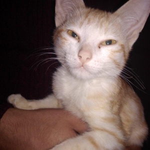 ela veziyetdedi çürügü yoxdu xadovoyu sazdı i