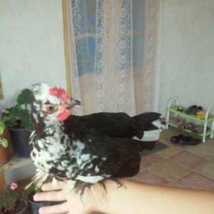 Yaponka Alıram esasən fərə istirəm xoruz yox 