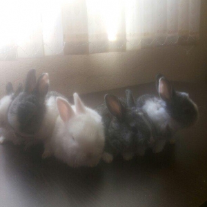 karlik dosanlar temiz ve saglamdi satiram birini 10 aznden ciddi sexsl