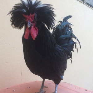 Ağ papaq ( rahibe toyuq) Butun peyvend ve  derman